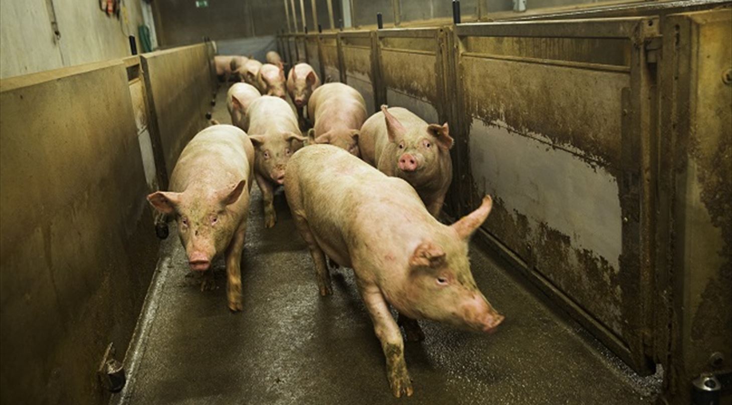 V�rdis�tning af hangrise